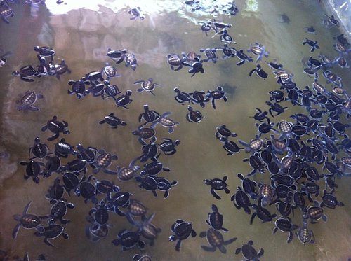 Bentota Turtiles Photo