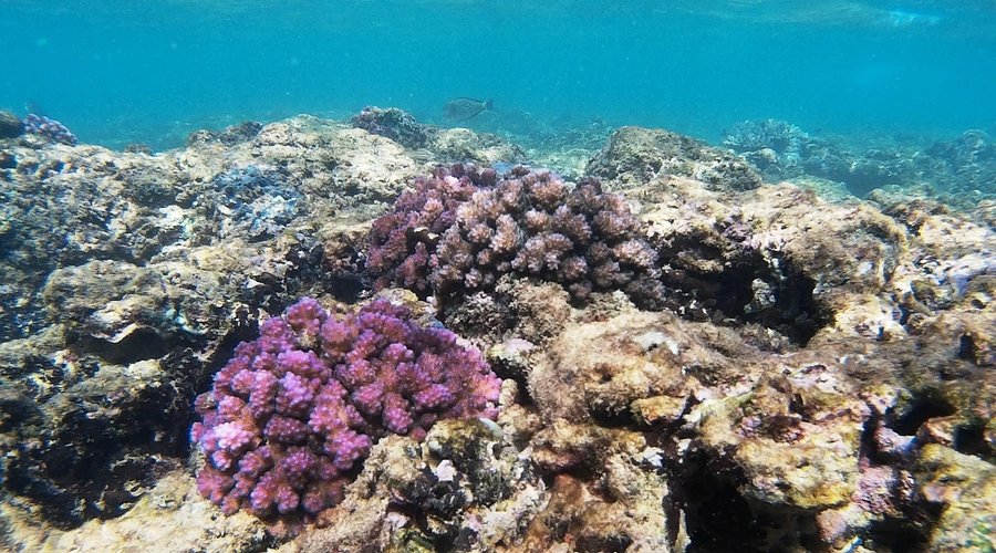 Hikkaduwa Coral Reef Photo