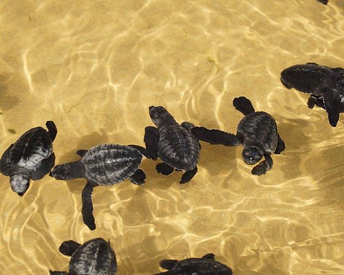 Hikkaduwa Turtiles Photo