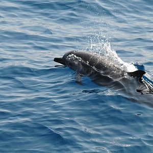 Kalpitiya Whale and dolphin WatchingnPhoto